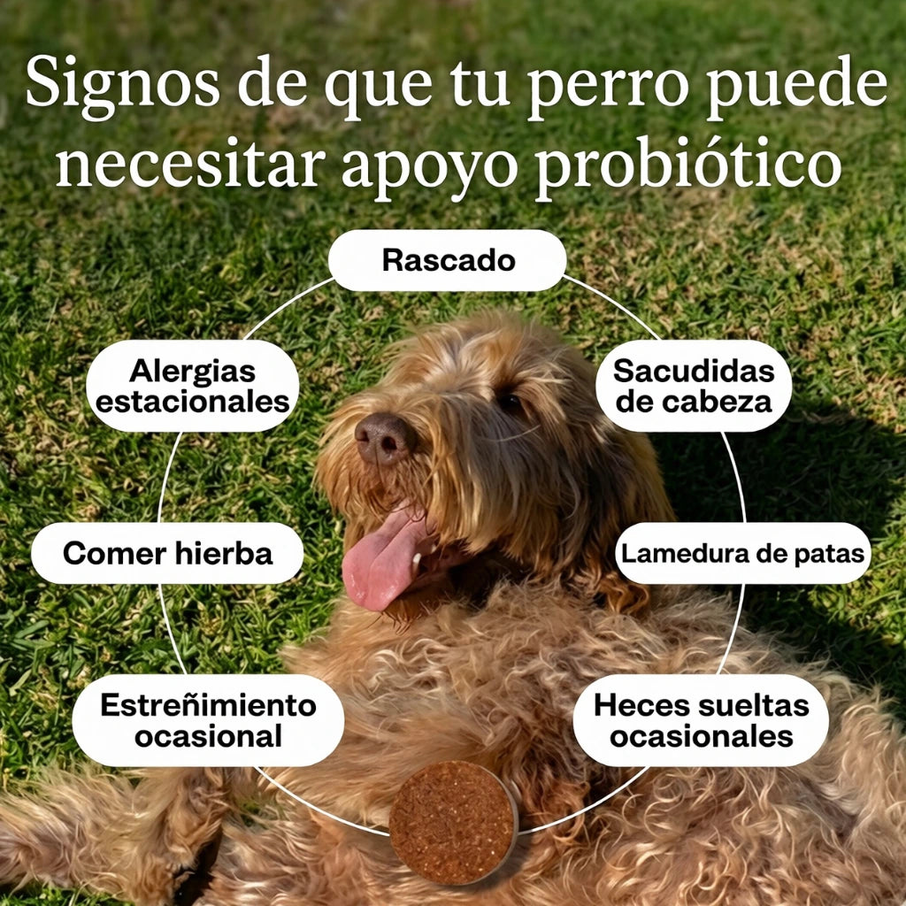 Snack Probiótico Perros